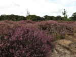 Sallandse Heuvelrug